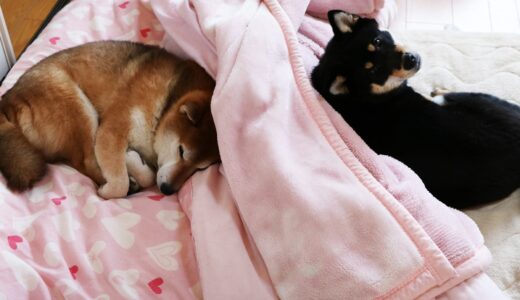 ふとんを仲良く分けて寝る柴犬 空まめと黒柴 大福まめ