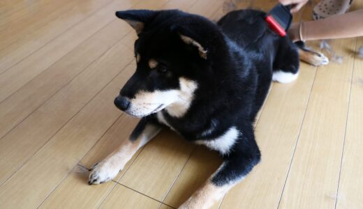 換毛の季節、黒柴 大福まめの抜け毛はグレー