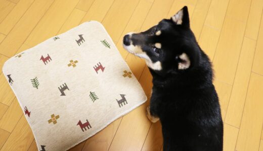 犬用の座布団は人のものを使ってはいけない場合があります。ひもがとっても危険です。