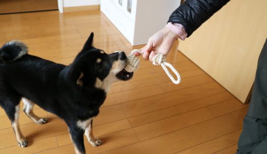 コットンボールが大好きな黒柴 大福まめ
