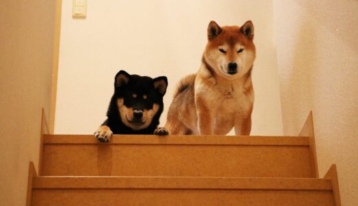 2階から1階をのぞいている柴犬たち