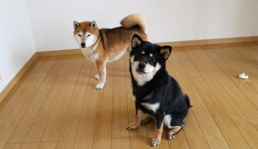 モコモコの柴犬 空まめとガリガリの黒柴 大福まめ