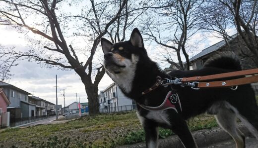 黒柴 大福まめと桜?