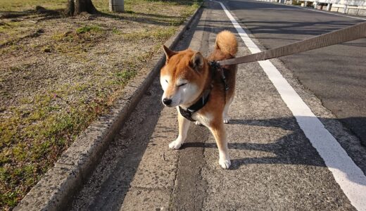 やっと桜がほころびはじめました。柴犬 空まめとの散歩で気づく昨年との違い。