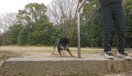 神社の石段が上り下り出来た黒柴 大福まめ。ついに家の階段も制覇？