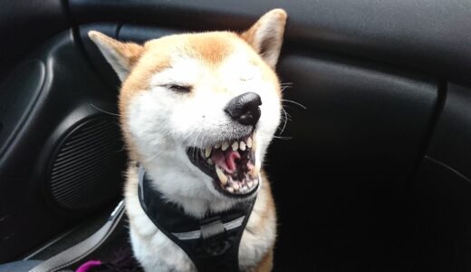 柴犬 空まめの予防注射