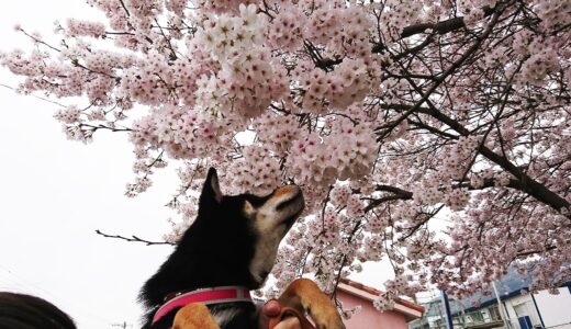 まめ家の柴犬たちと満開の桜