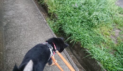 みぞを飛び越えられるようになった黒柴 大福まめ