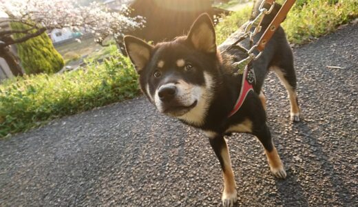 黒柴 大福まめと二色の桃