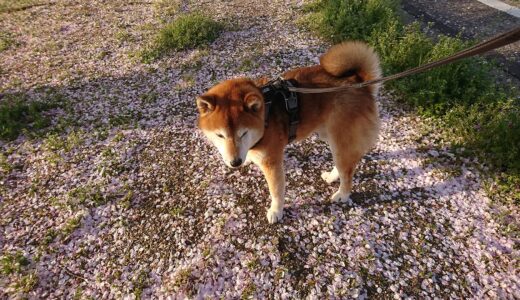 柴犬 空まめと終わる桜、始まる桜