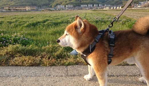 レンゲがいっぱいの季節