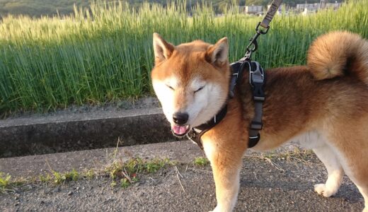 麦畑で立ち止まる柴犬 空まめ