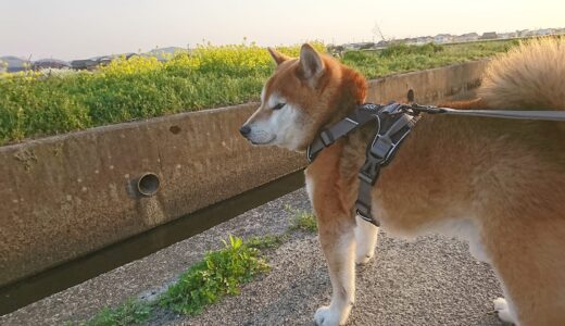菜の花畑で立ち止まる柴犬 空まめ