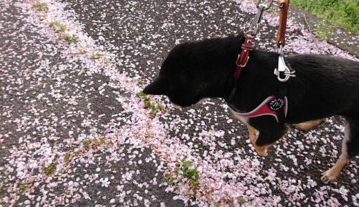 落ちている花びらを拾ってみたい黒柴 大福まめ