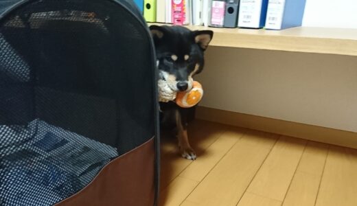 ボールを2つくわえて走り回る黒柴 大福まめ
