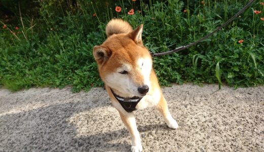 ひなげしと柴犬 空まめ