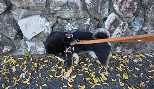 春の落ち葉が気になる黒柴 大福まめ