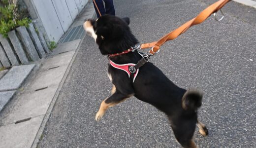いつも可愛がってくれるおじいさんに会って、飛び上がって喜ぶ黒柴 大福まめ