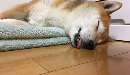 脱力した柴犬 空まめ