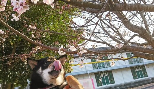 黒柴 大福まめと桜?