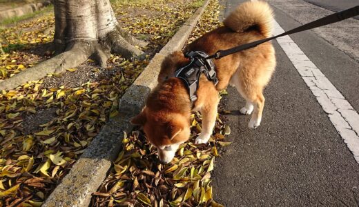 あの赤い実がなる木も春落ち葉