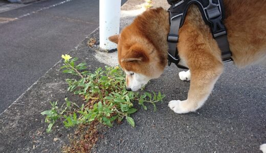 この黄色い花はなんでしょう？