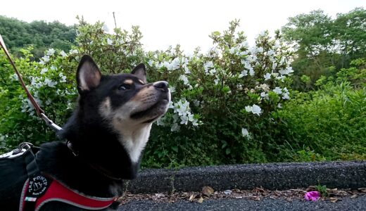 黒柴 大福まめは白いツツジより赤紫のツツジが好き？