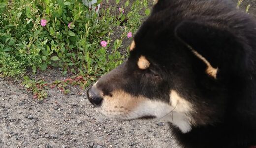 赤花夕化粧（アカバナユウゲショウ）と黒柴 大福まめ