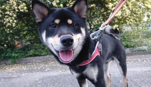 下のソーシャルリンクからフォロー