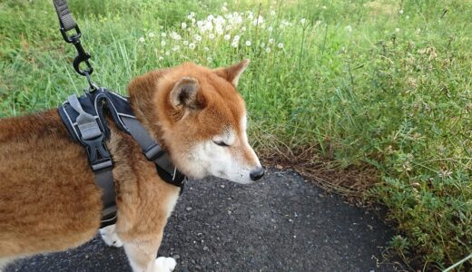 タンポポの種（綿毛）と柴犬 空まめ