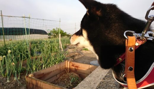 ネギの花は「ねぎぼうず」です。