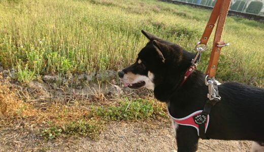 オミナエシがいっぱい咲くと、けっこうカワイイ