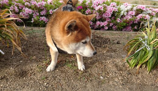 下のソーシャルリンクからフォロー