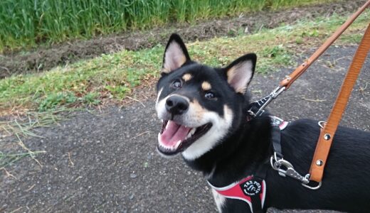 もみじの新葉はおもしろい形