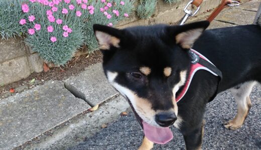 下のソーシャルリンクからフォロー