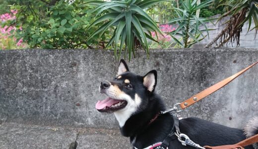 アロエに咲いた花