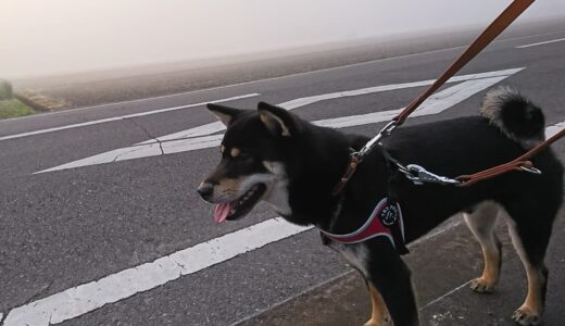 いつもと違う朝の風景