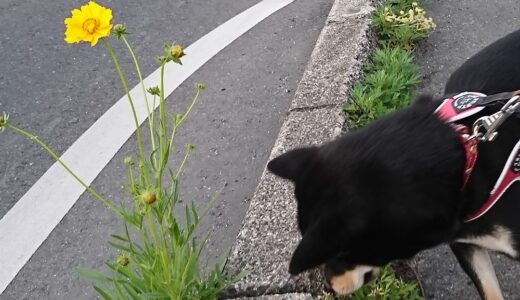 この黄色い花は何の花？