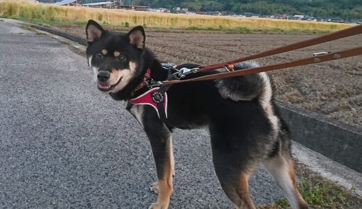 麦の刈り取り間近