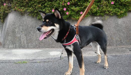 下のソーシャルリンクからフォロー