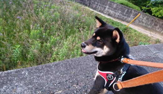 荒れ地に咲いた紫の花はクマツヅラ科クマツヅラ属？