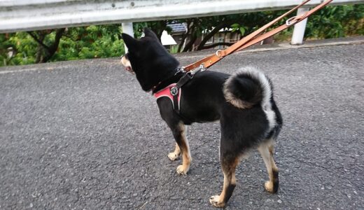 大福まめは桃を食べる？