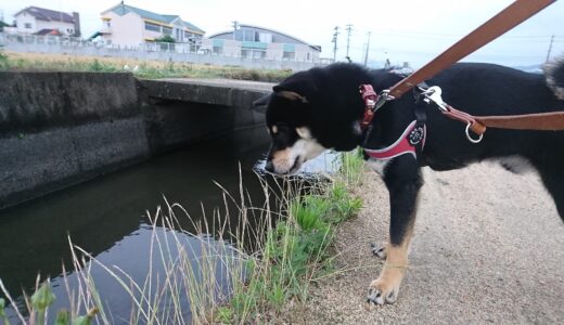 黒柴 大福まめが黒トンボを見つけた。