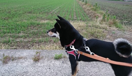田植えシーズンをむかえました。