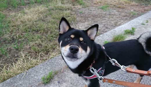 この白い花はなんだ？…なんじゃもんじゃ？…ニワナナカマド！