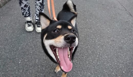 カモがいっぱいでうれしくなる黒柴 大福まめ