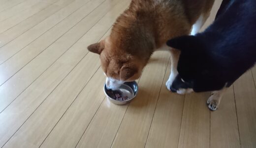 ワンちゃんの食物アレルギーや肥満で悩んだら、無添加のローフード「Diara」を試してみてはいかがでしょうか？