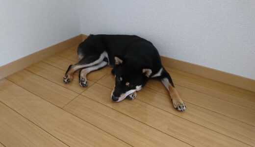 お母さんが外出した後のまめ家の柴犬たち