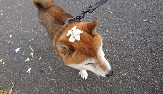 キョウチクトウの花がきれいに咲きました。