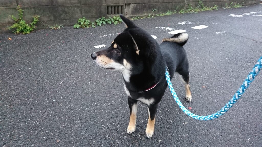 神社の池からきこえるウシガエルの鳴き声に立ち止まる黒柴 大福まめ まめ家の柴犬